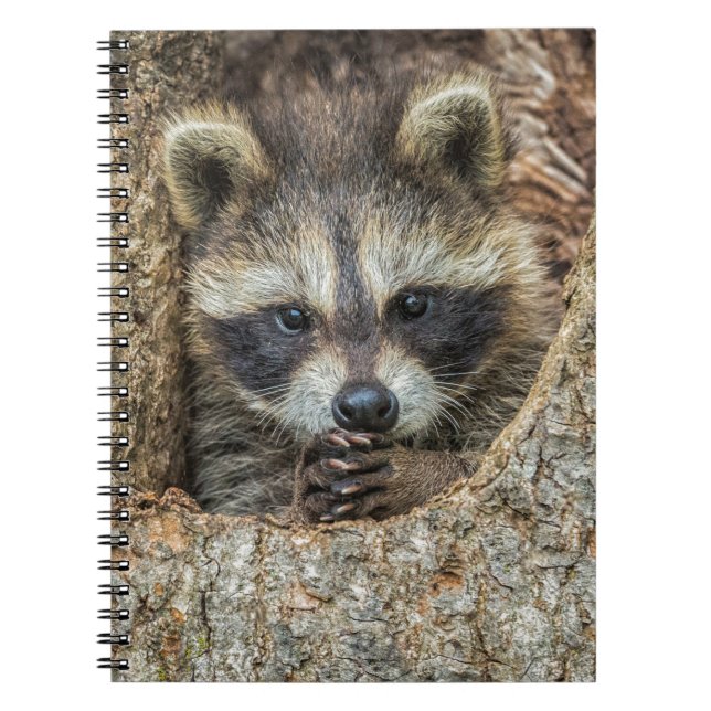 Raccon Nestled Inside a Tree Hollow Notebook (Front)