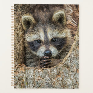 Raccon Nestled Inside a Tree Hollow Planner