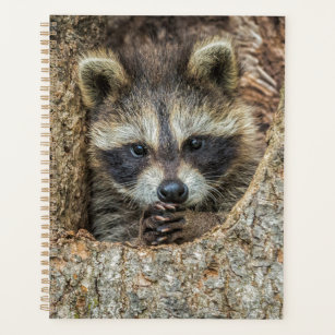 Raccon Nestled Inside a Tree Hollow Planner