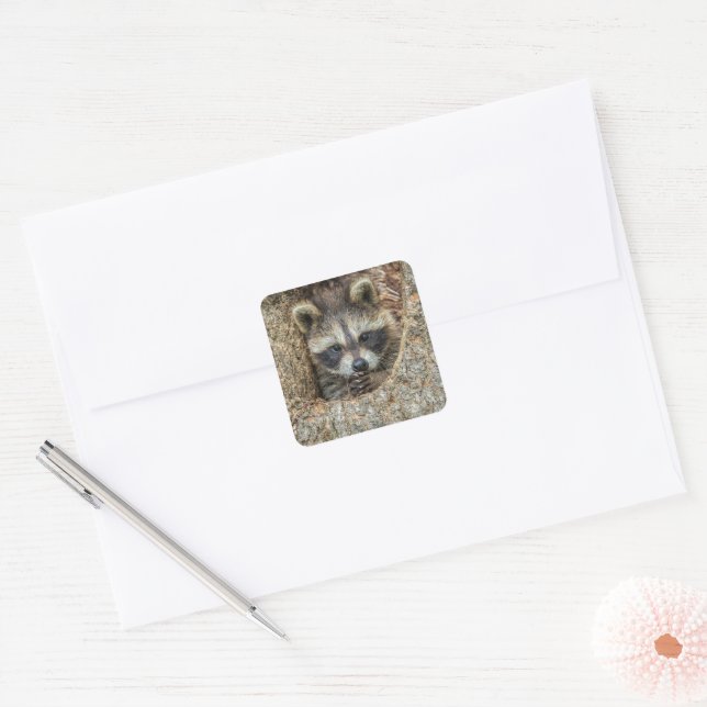 Raccon Nestled Inside a Tree Hollow Square Sticker (Envelope)