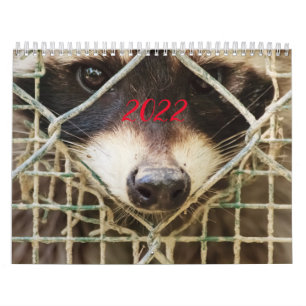 raccon on calendar