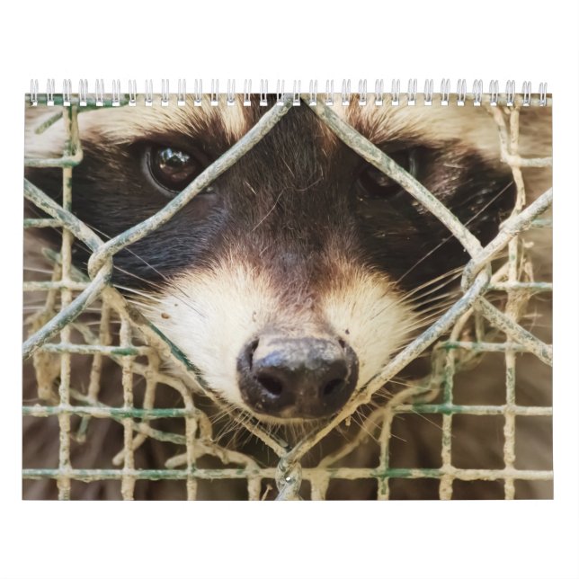 raccon on calendar (Cover)