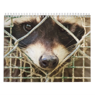 raccon on calendar