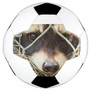 raccon on soccer ball