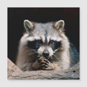 Raccoon 004