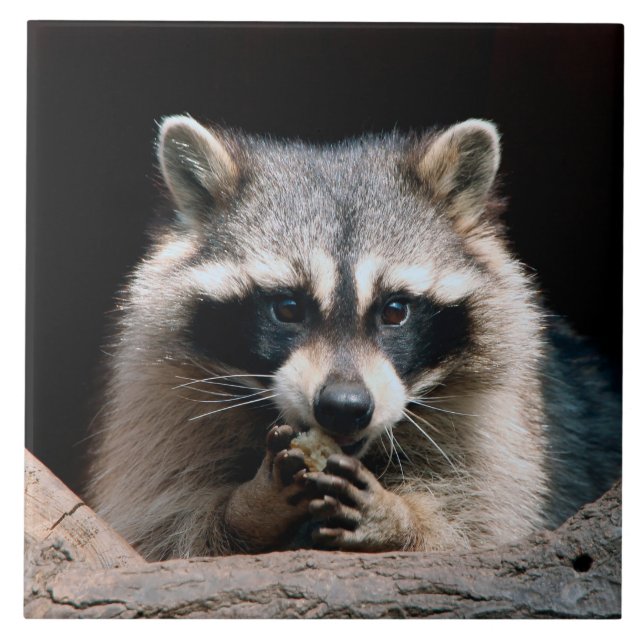 Raccoon 004 ceramic tile (Front)