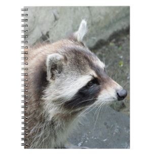 Raccoon_2015_0101 Notebook