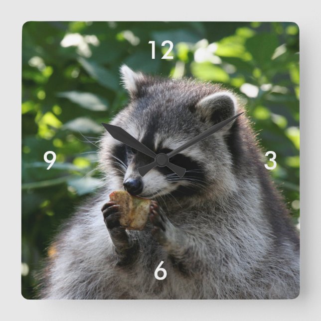 Raccoon_2015_0116 Square Wall Clock (Front)