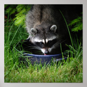 Raccoon Drinking Print