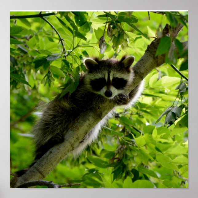 Raccoon in Green Tree Cute gray masked raccoon Poster (Front)