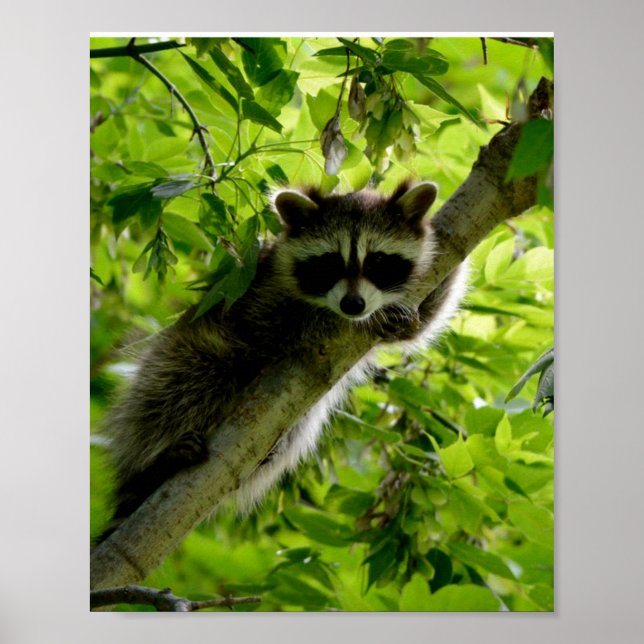 Raccoon in Green Tree Cute gray masked raccoon Poster (Front)