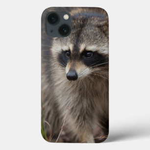Raccoon, Procyon lotor, Florida iPhone 13 Case