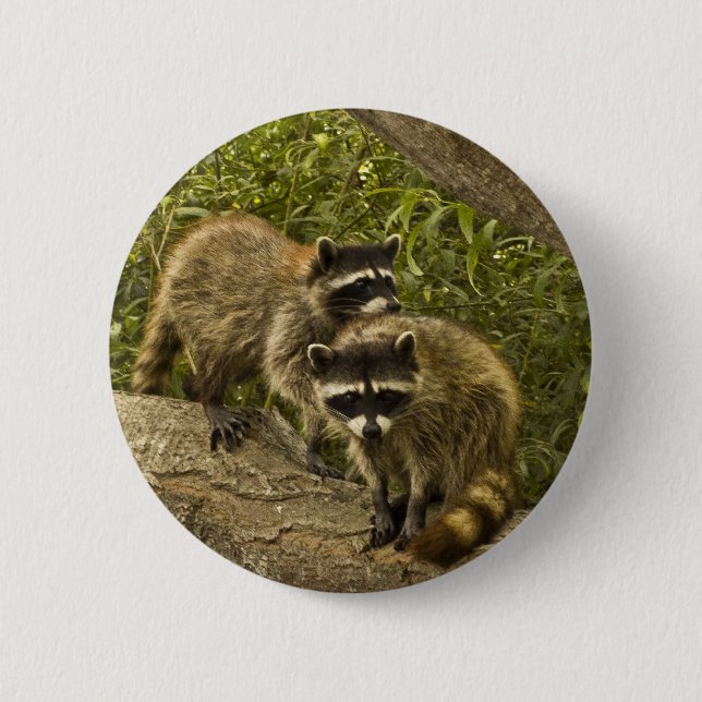Raccoons 6 Cm Round Badge (Front)