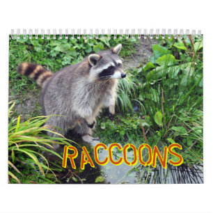Raccoons Calendar