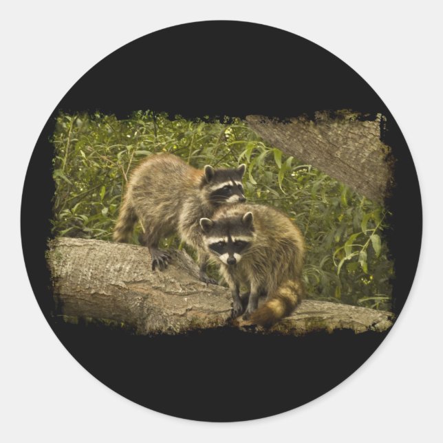 Raccoons Classic Round Sticker (Front)