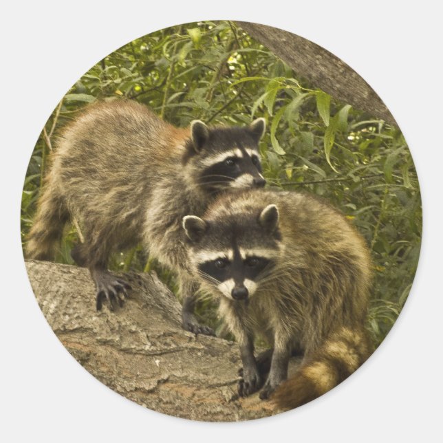 Raccoons Classic Round Sticker (Front)