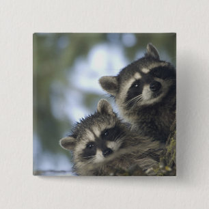 Raccoons Procyon Lotor) of Fish Lake, Central 15 Cm Square Badge