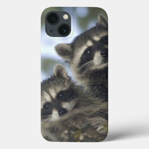 Raccoons Procyon Lotor) of Fish Lake, Central iPhone 13 Case