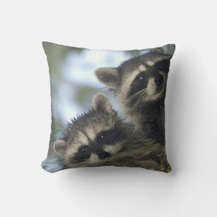 Raccoons Procyon Lotor) of Fish Lake, Central Cushion