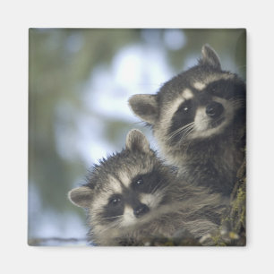 Raccoons Procyon Lotor) of Fish Lake, Central Magnet
