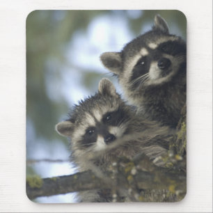 Raccoons Procyon Lotor) of Fish Lake, Central Mouse Pad