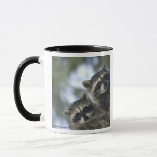 Raccoons Procyon Lotor) of Fish Lake, Central Mug