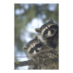 Raccoons Procyon Lotor) of Fish Lake, Central Photo Print