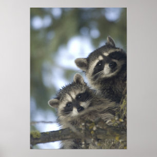 Raccoons Procyon Lotor) of Fish Lake, Central Poster