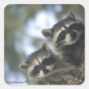 Raccoons Procyon Lotor) of Fish Lake, Central Square Sticker