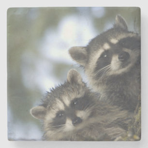 Raccoons Procyon Lotor) of Fish Lake, Central Stone Coaster