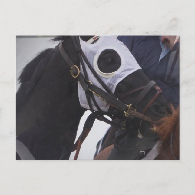 Race Horse Postcard (Front)