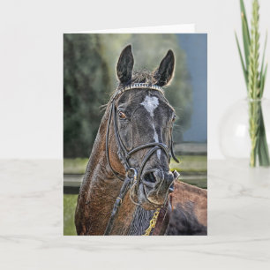 Race Horse Straight off Track Card