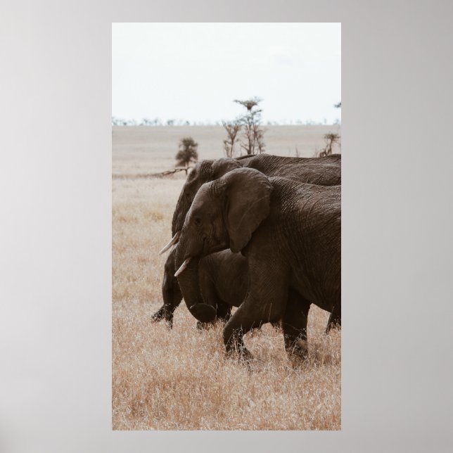 RACE OF ELEPHANTS POSTER (Front)