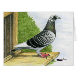 Racing Homer On the Landing Board