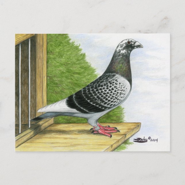 Racing Homer On the Landing Board Postcard (Front)