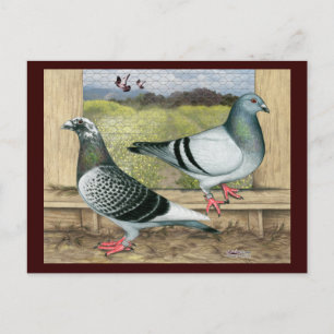 Racing Homers in Loft Postcard