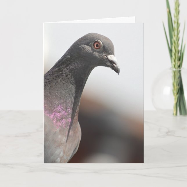 Racing pigeon card (Front)