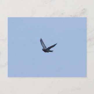 Racing Pigeon Coming Home Postcard