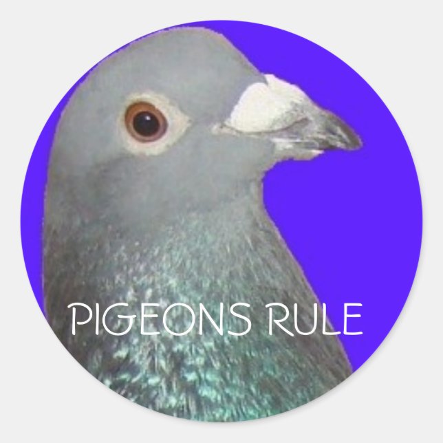 Racing pigeon head blu background, PIGEONS RULE Classic Round Sticker (Front)