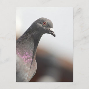 Racing pigeon postcard
