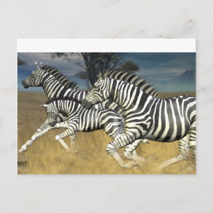 Racing Stripes - Zebra Postcard