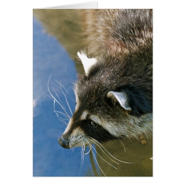 Racoon (Front)