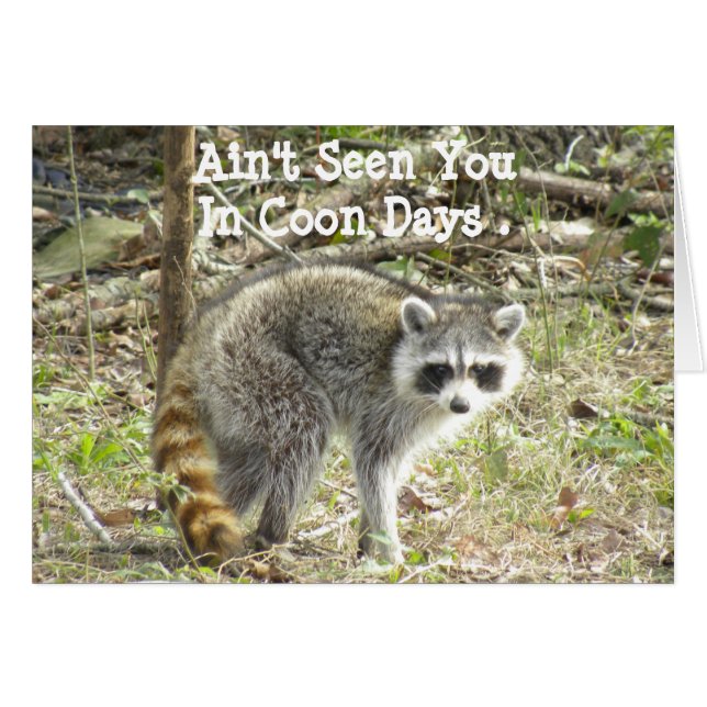 Racoon (Front Horizontal)