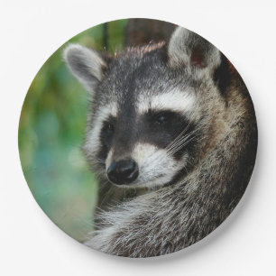 Racoon 001 paper plate