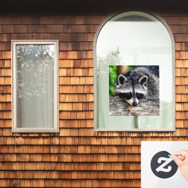 Racoon 003 (Home Window)