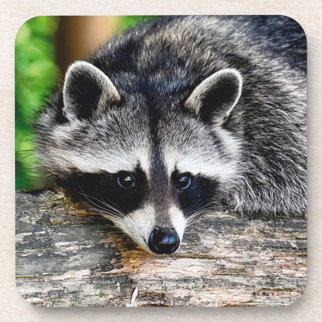 Racoon 003 coaster (Front)