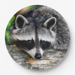 Racoon 003 paper plate
