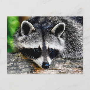 Racoon 003 postcard