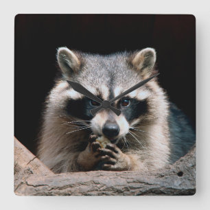 Racoon 004 square wall clock