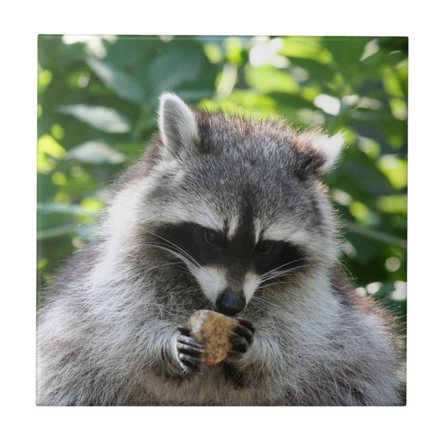 Racoon 004 tile (Front)